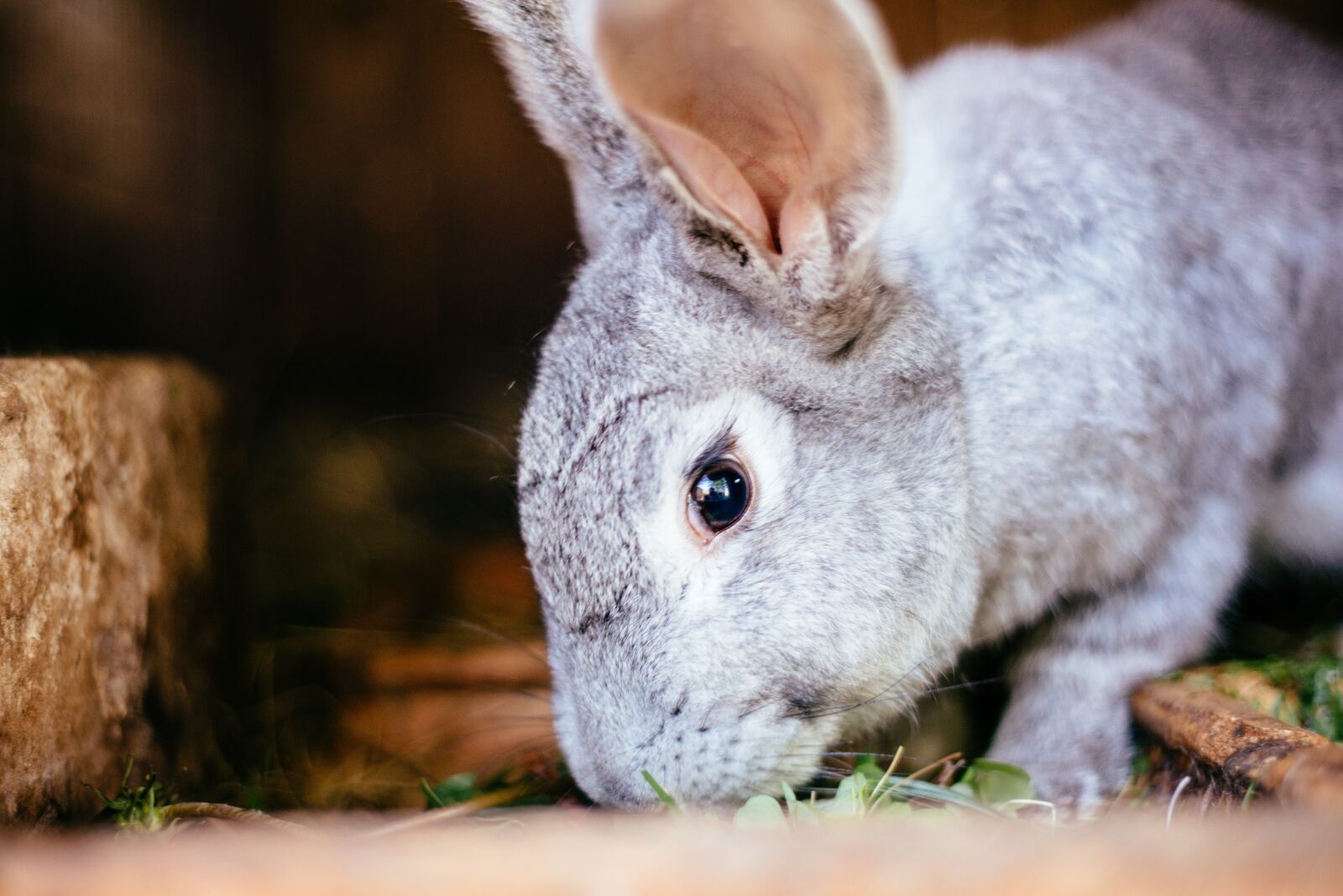 Nikon D800 sample photo. Rabbit, little rabbit, hare photography