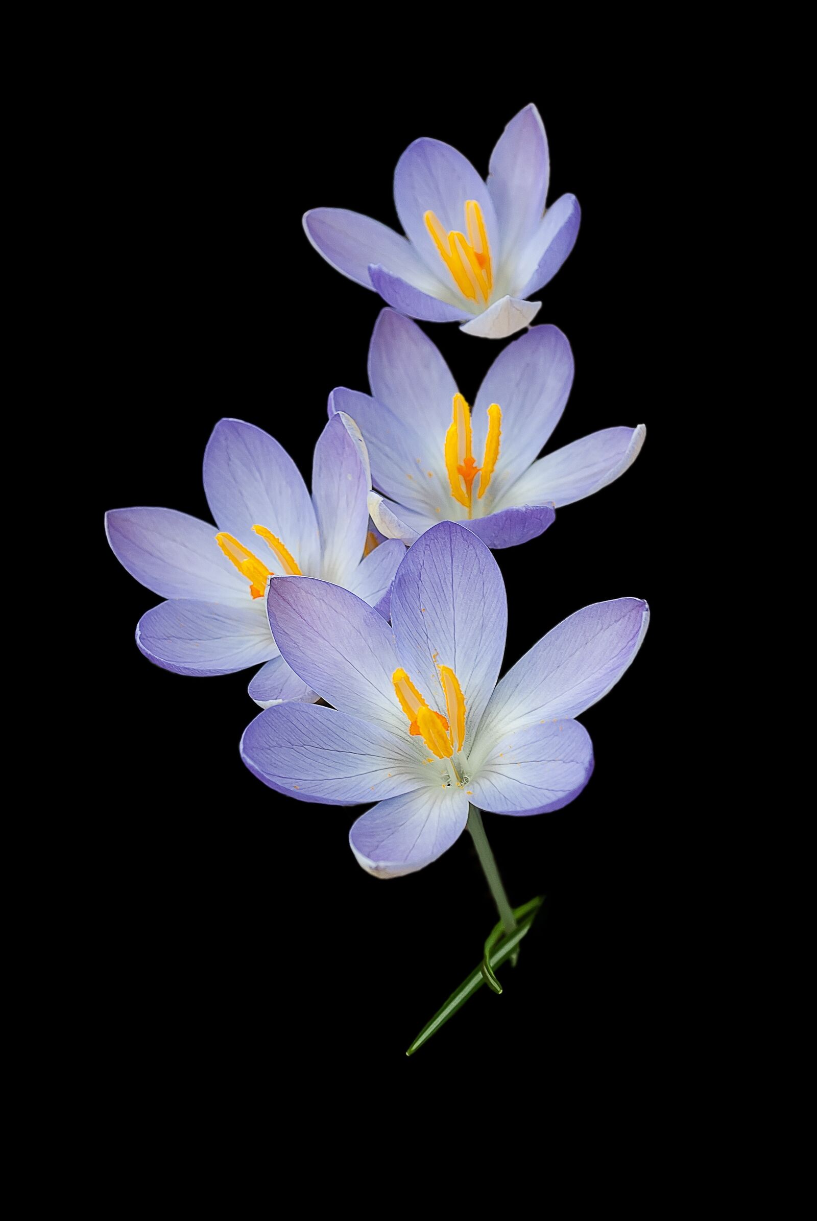 Nikon D3000 sample photo. Crocus, nature, background photography