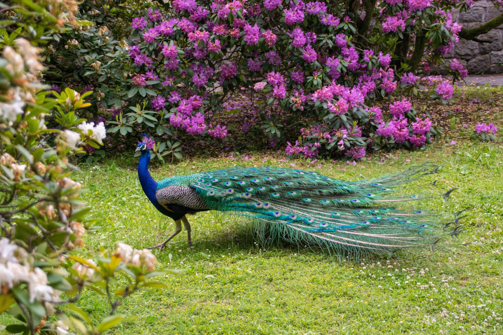 Tamron 18-200mm F3.5-6.3 Di II VC sample photo. Park, peacock, feather photography