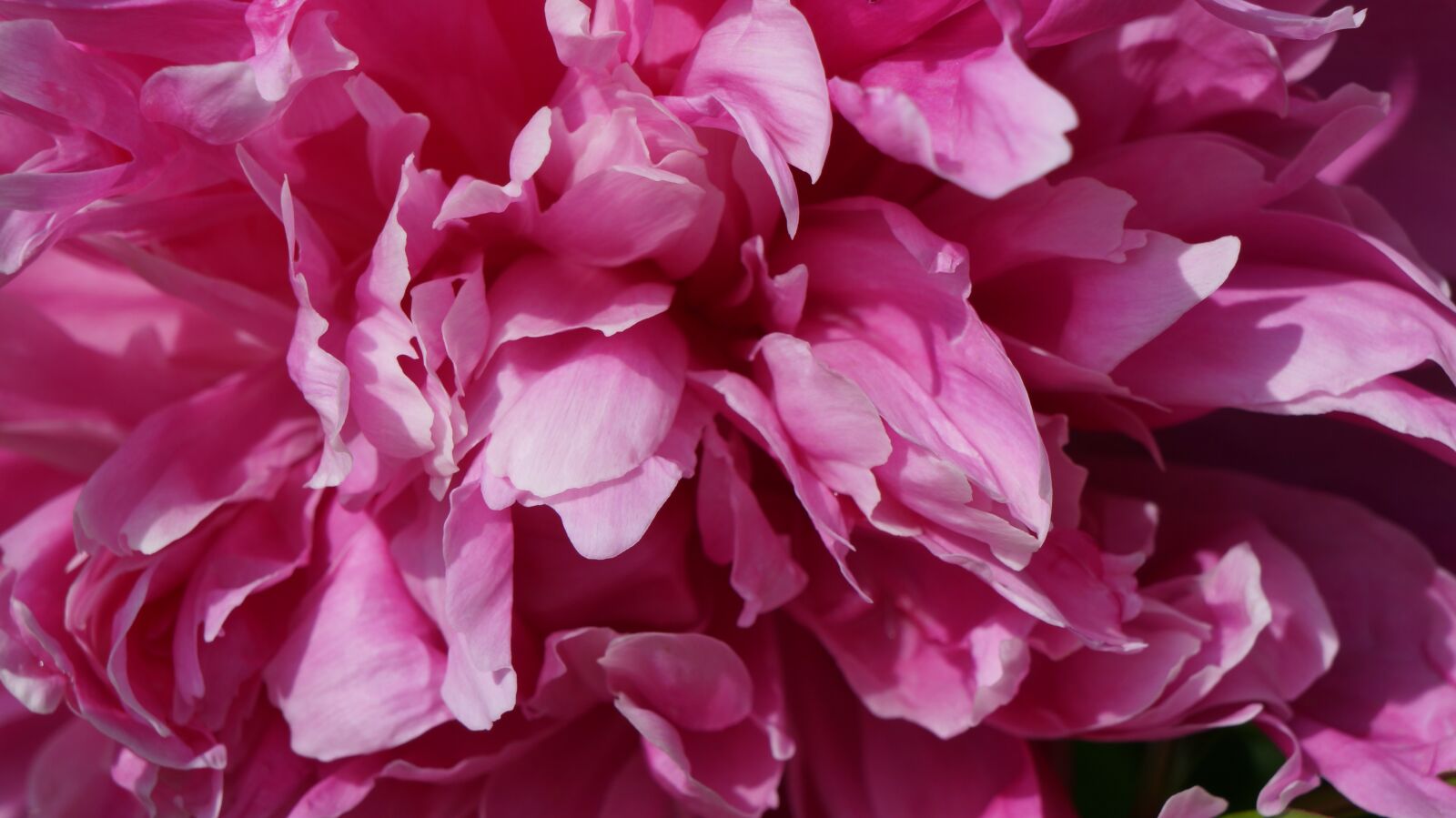 Sony Alpha a3000 + Sony E 18-55mm F3.5-5.6 OSS sample photo. Peony, pink, spring photography