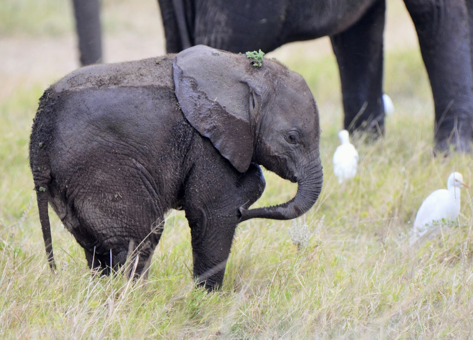 Nikon D7000 sample photo. Elephant, wildlife, africa photography