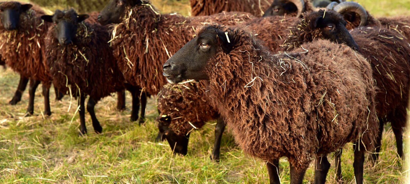 Nikon D750 sample photo. Sheep, brown, nature photography