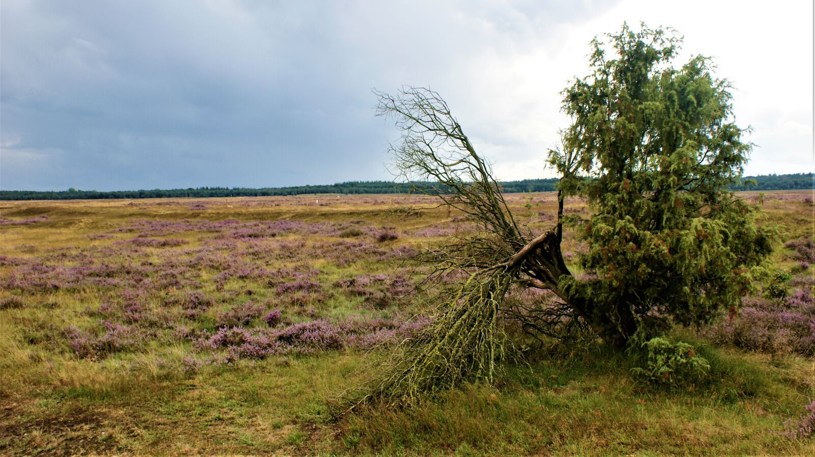 Sony Alpha DSLR-A350 sample photo. Heide, tree, cloudy photography