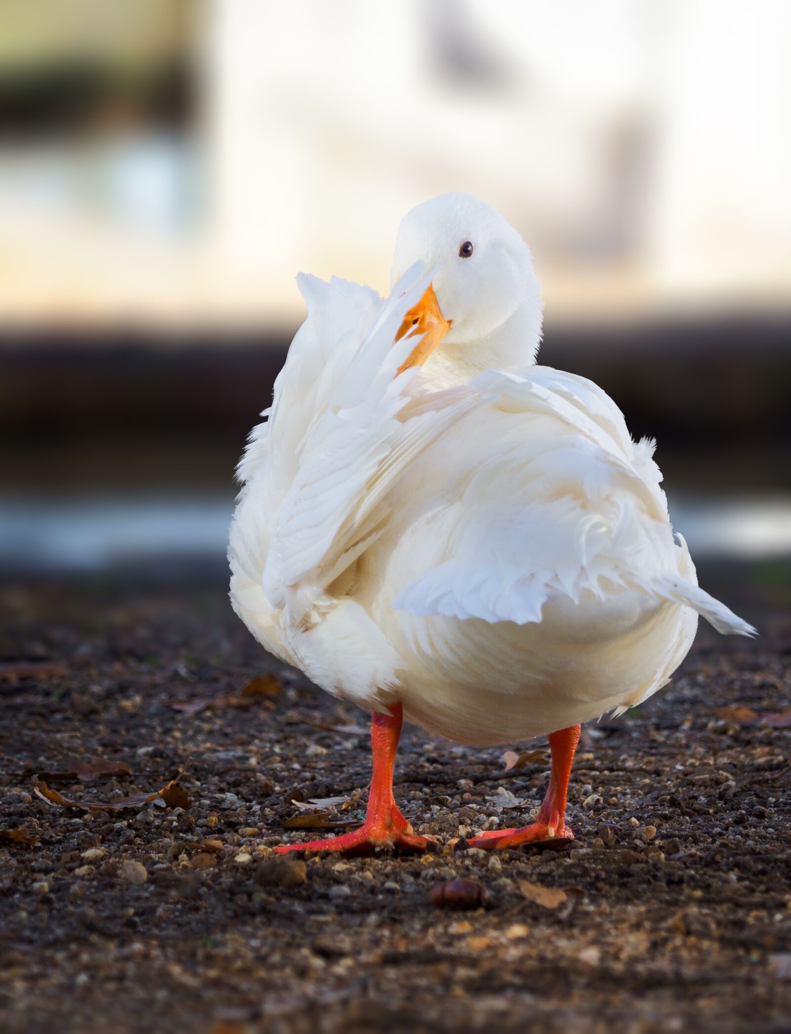 Olympus M.Zuiko Digital ED 12-100mm F4.0 IS Pro sample photo. Pekin duck, long island photography