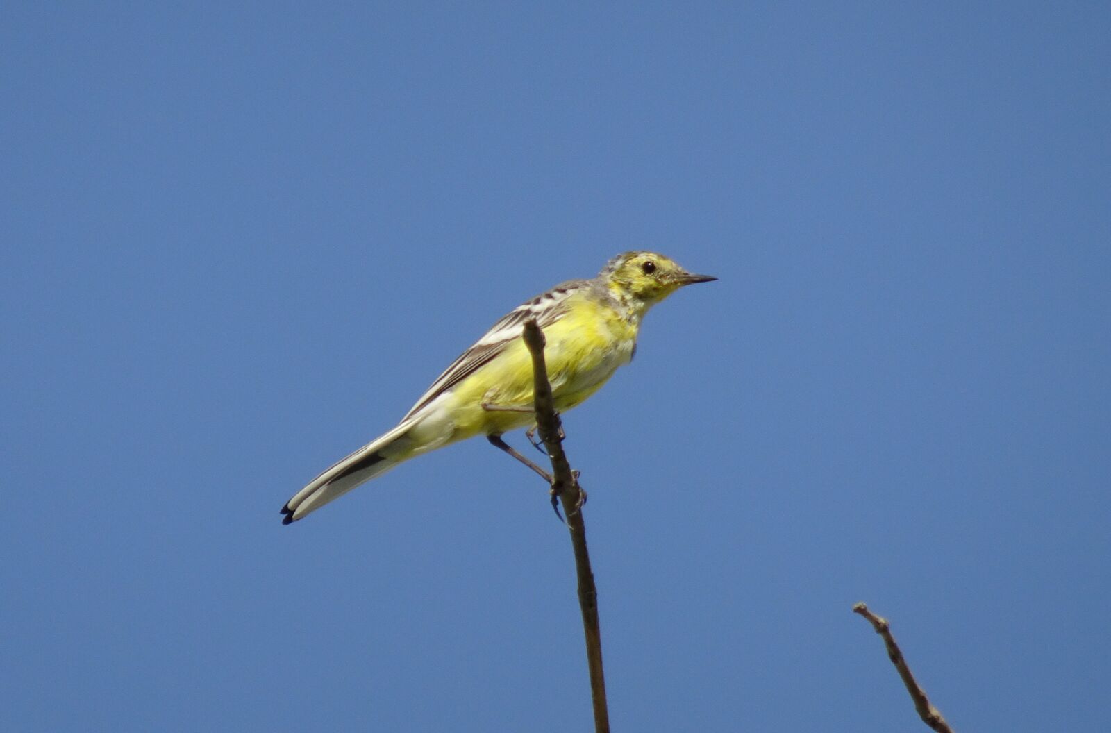 Sony Cyber-shot DSC-HX90V sample photo. Bird, western yellow wagtail photography