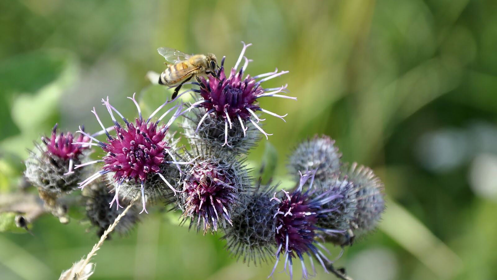 Nikon D90 sample photo. Thistle, bee, meadow photography