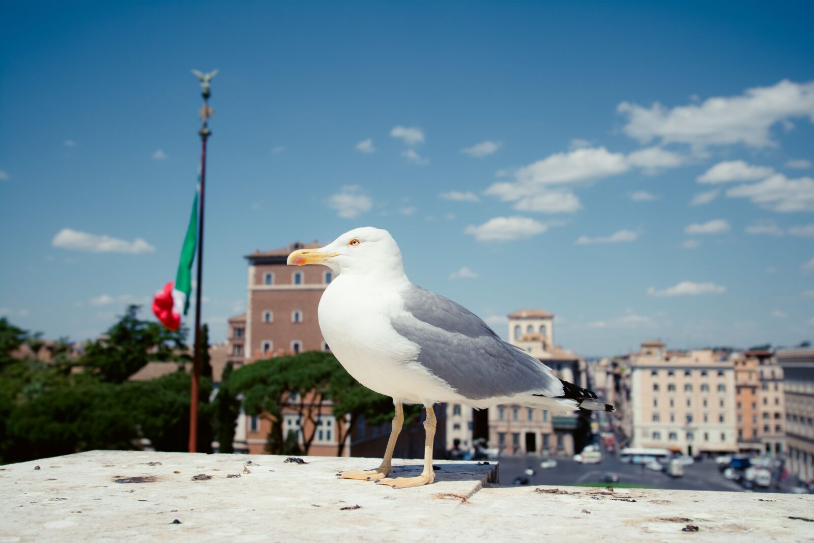 Nikon D7100 sample photo. Seagulls, rome, venice square photography