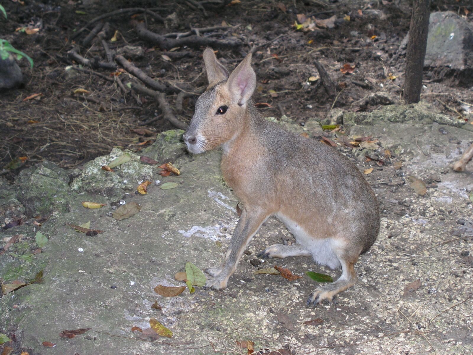 Olympus C5050Z sample photo. Barbados, animal, nature photography