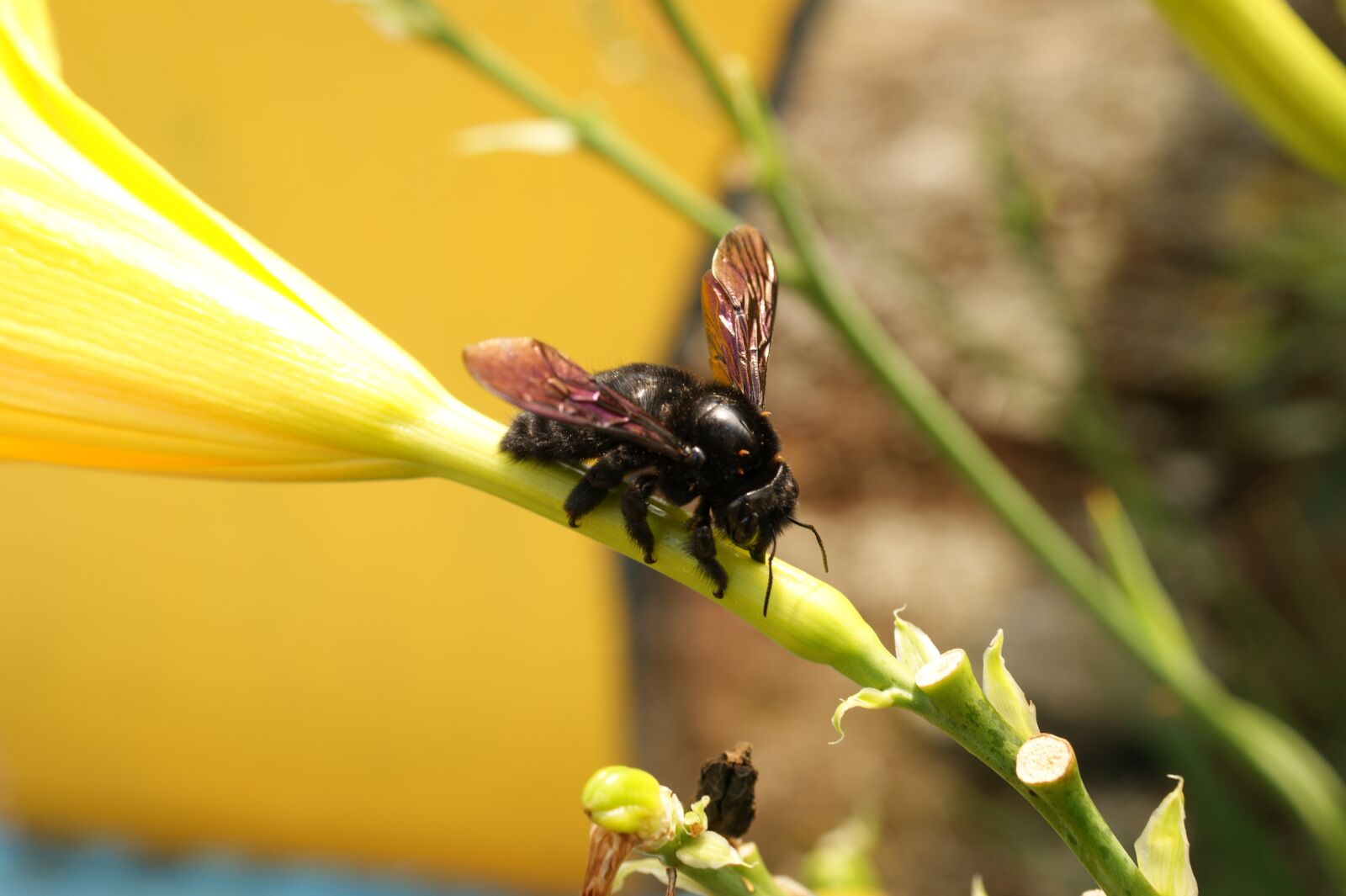 Sony Alpha DSLR-A390 sample photo. Nature, in, the photography