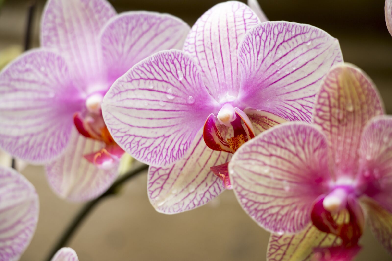 Canon EOS 70D sample photo. Flower, drop, spring photography