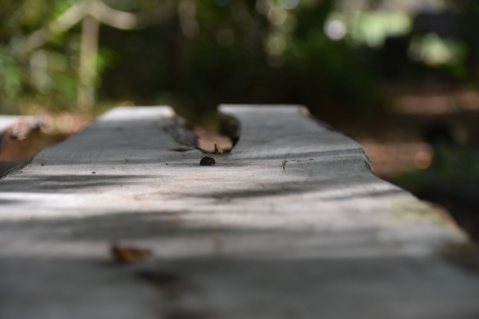 Nikon D5500 sample photo. Table, wood, forest photography