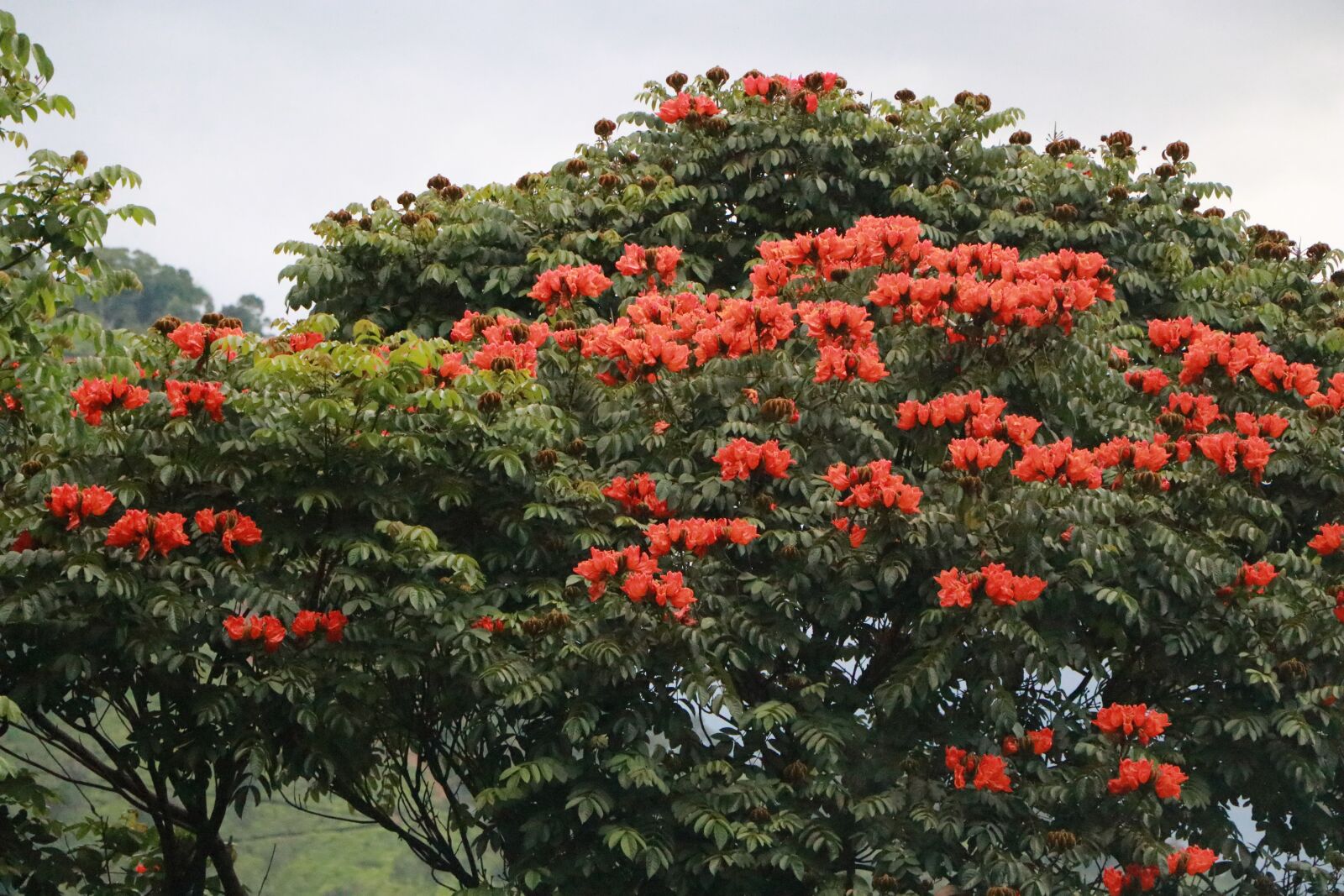 Canon EF-S 18-135mm F3.5-5.6 IS USM sample photo. Tree, nature, flowers photography