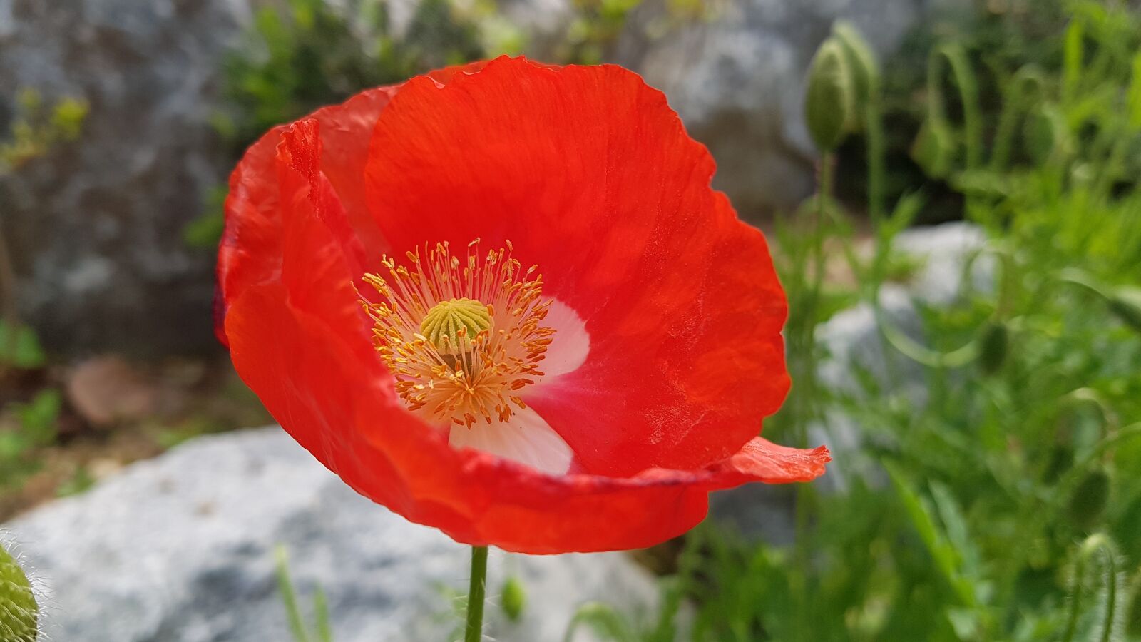 Samsung Galaxy S7 sample photo. Red flower, poppy flower photography