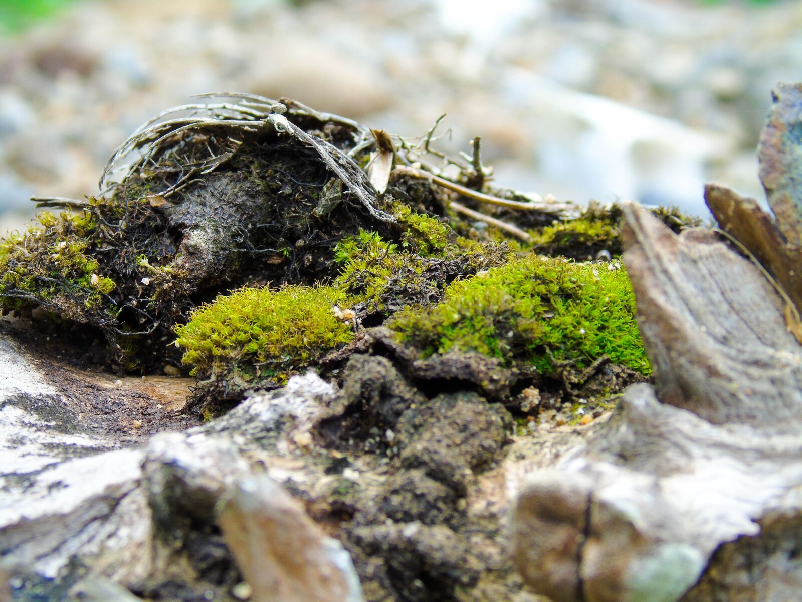 Sony Cyber-shot DSC-H400 sample photo. Moss, root, nature photography