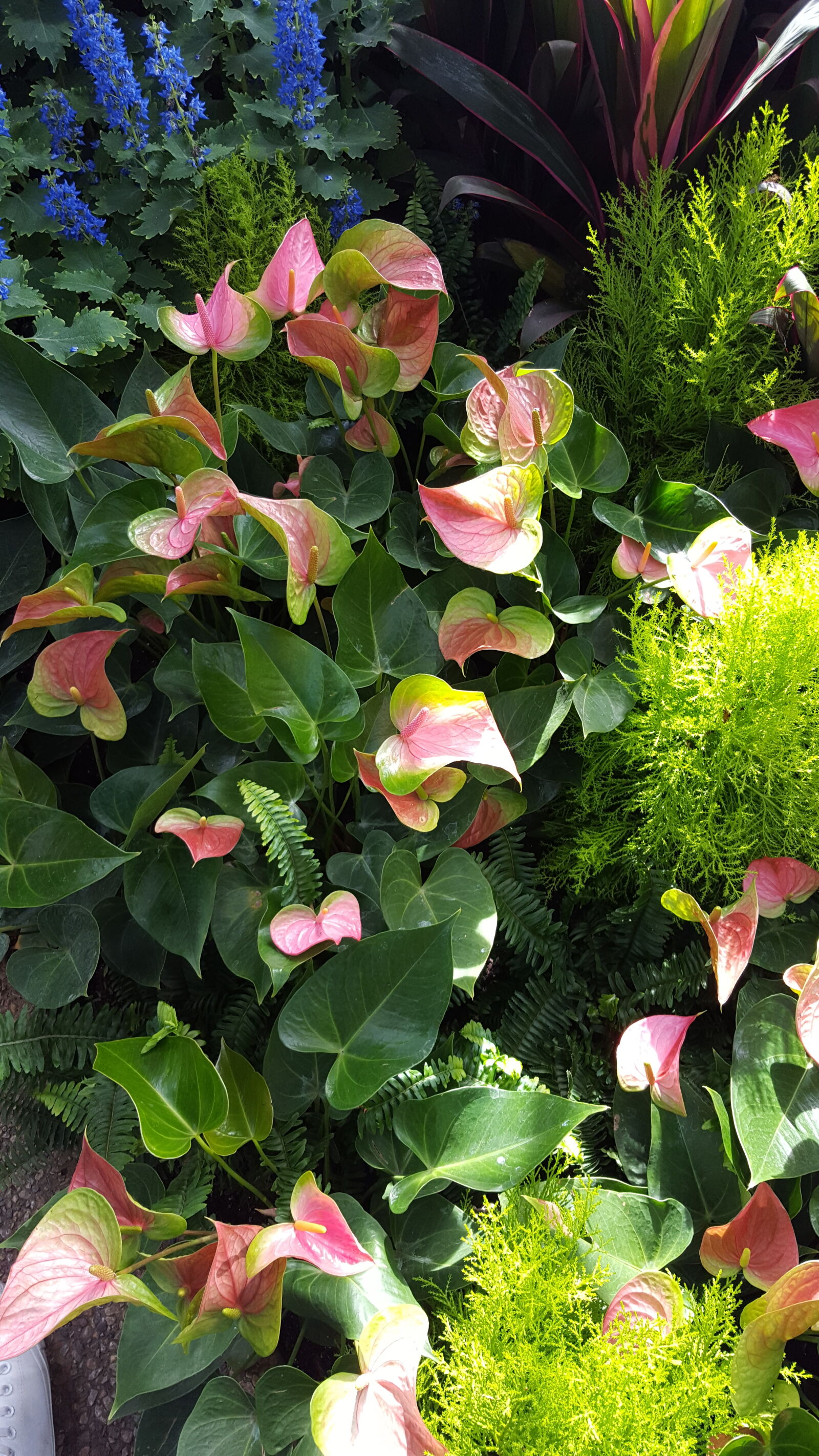 Samsung Galaxy S6 sample photo. Anthurium, andraeanum, anthurium photography