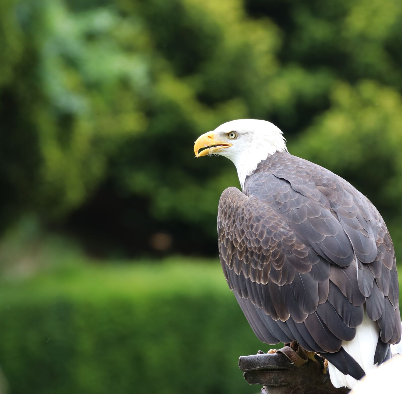 Canon EOS 80D sample photo. Bald eagle, eagle, bird photography