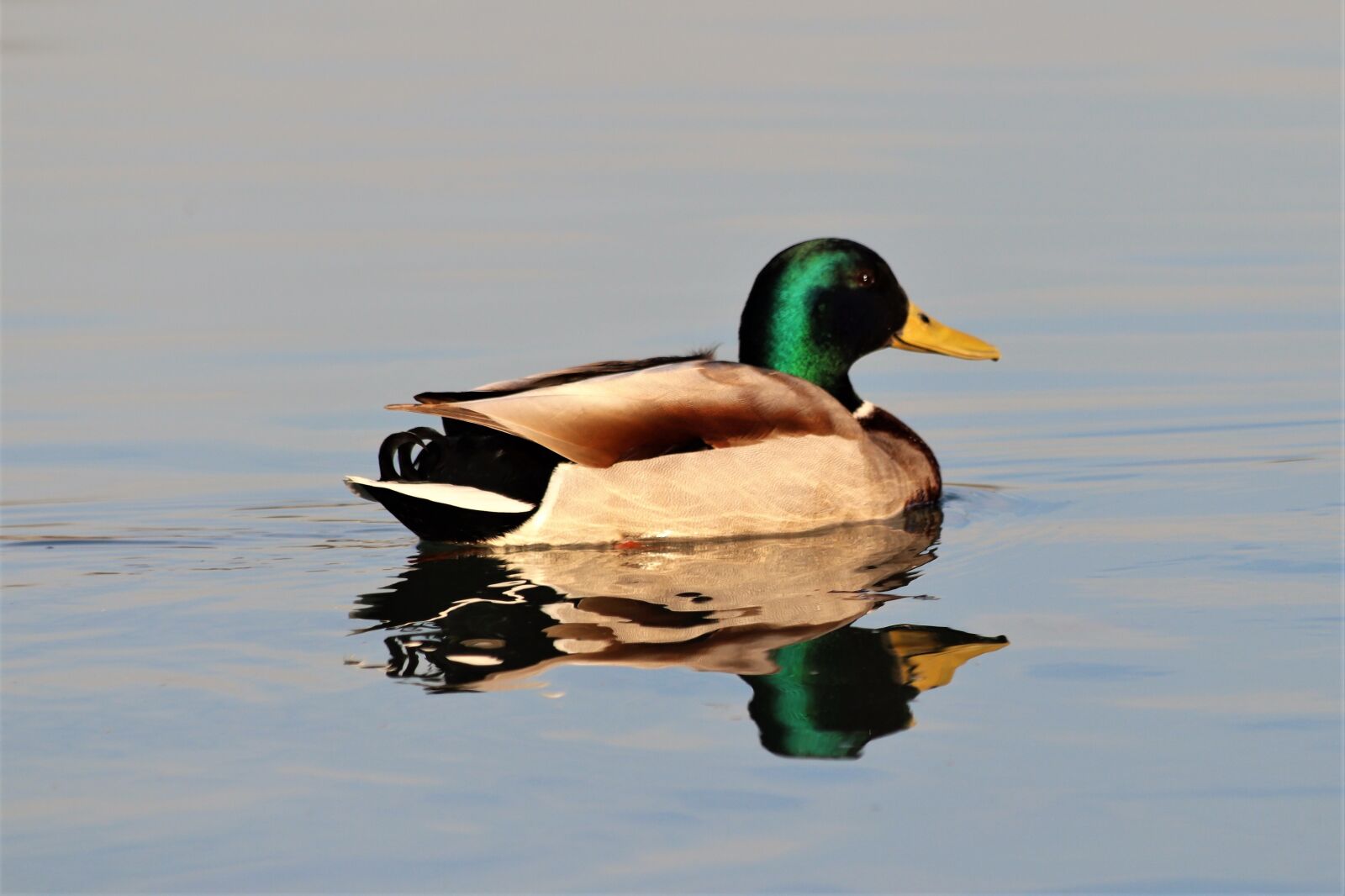 Canon EOS 200D (EOS Rebel SL2 / EOS Kiss X9) sample photo. Duck, animal, swimming photography