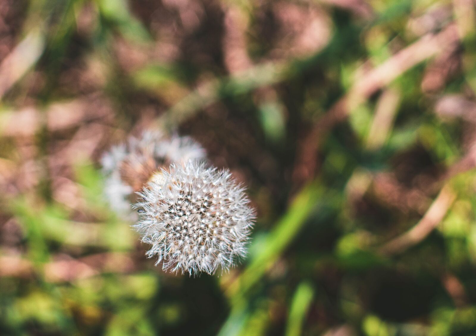 Canon EOS 1300D (EOS Rebel T6 / EOS Kiss X80) sample photo. Dandelion, bokeh, flower photography