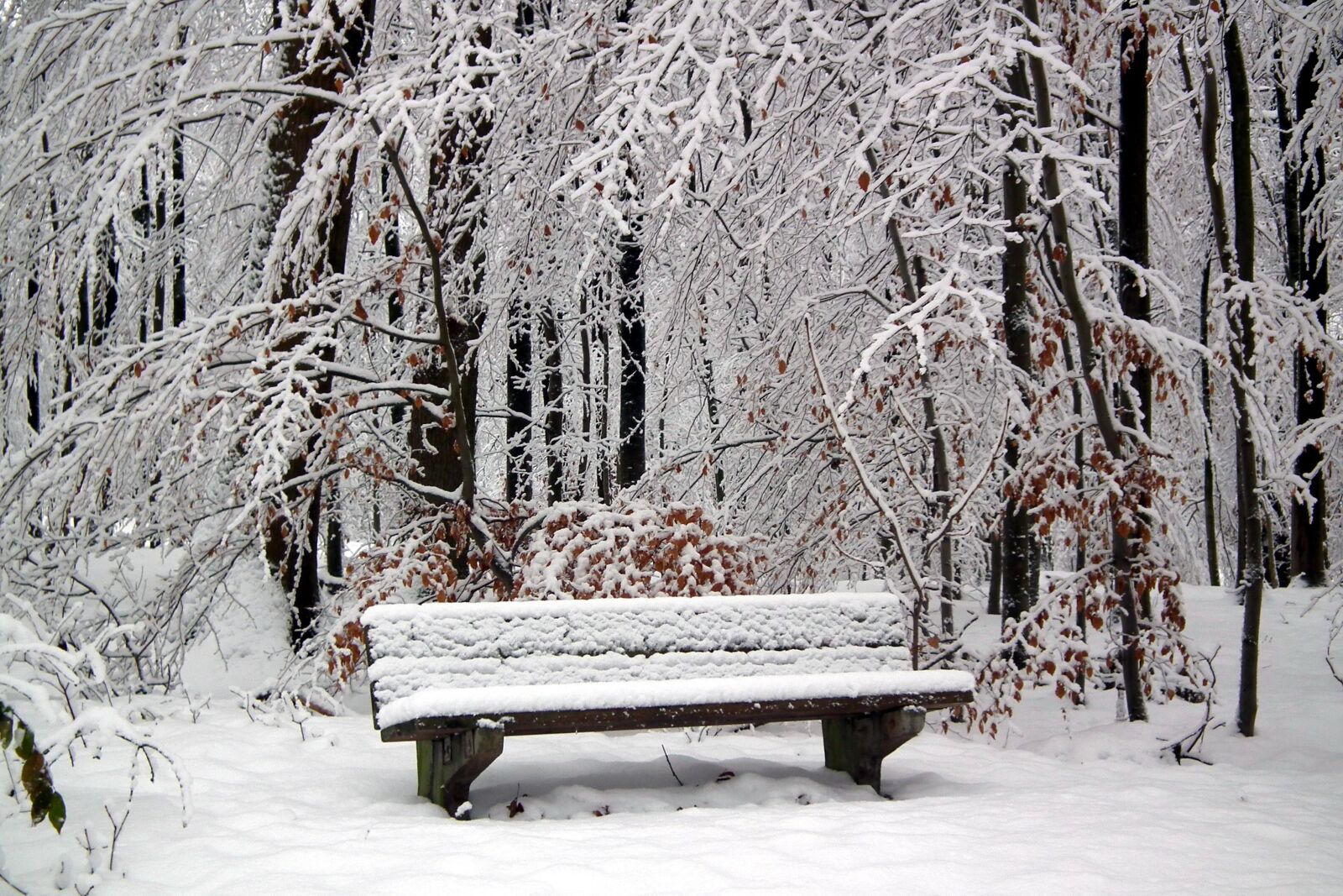 FujiFilm FinePix HS10 (FinePix HS11) sample photo. Hertogenwald, snow, bench photography
