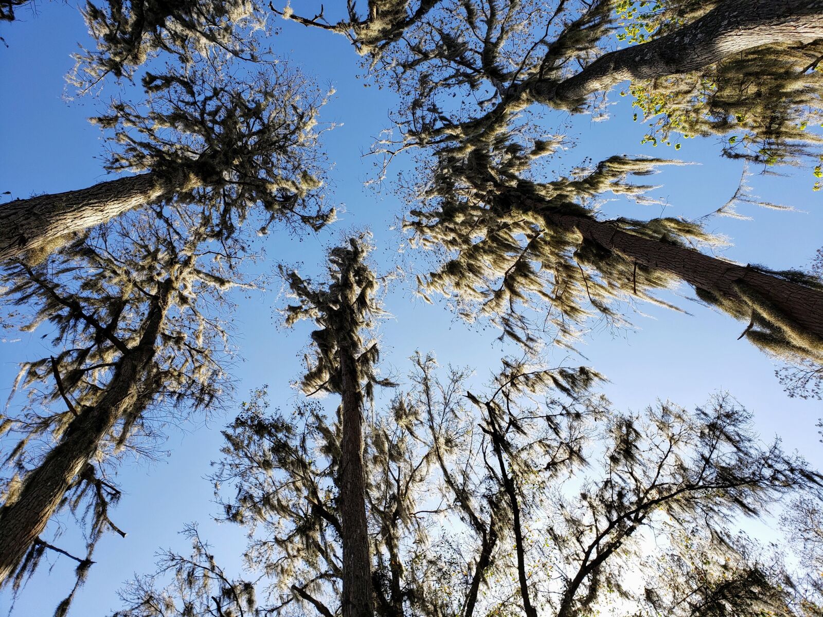 Samsung Galaxy Note9 sample photo. Trees, florida, moss photography