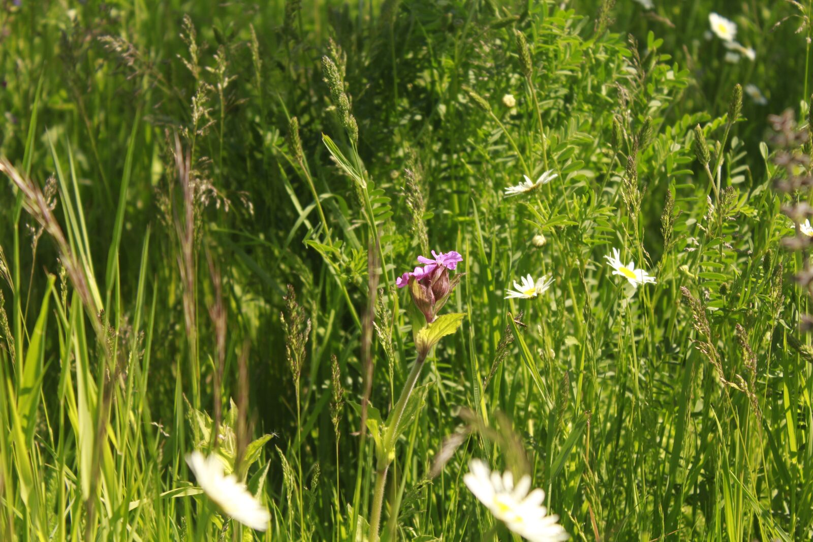 Canon EOS 1200D (EOS Rebel T5 / EOS Kiss X70 / EOS Hi) sample photo. Meadow, flowers, spring photography