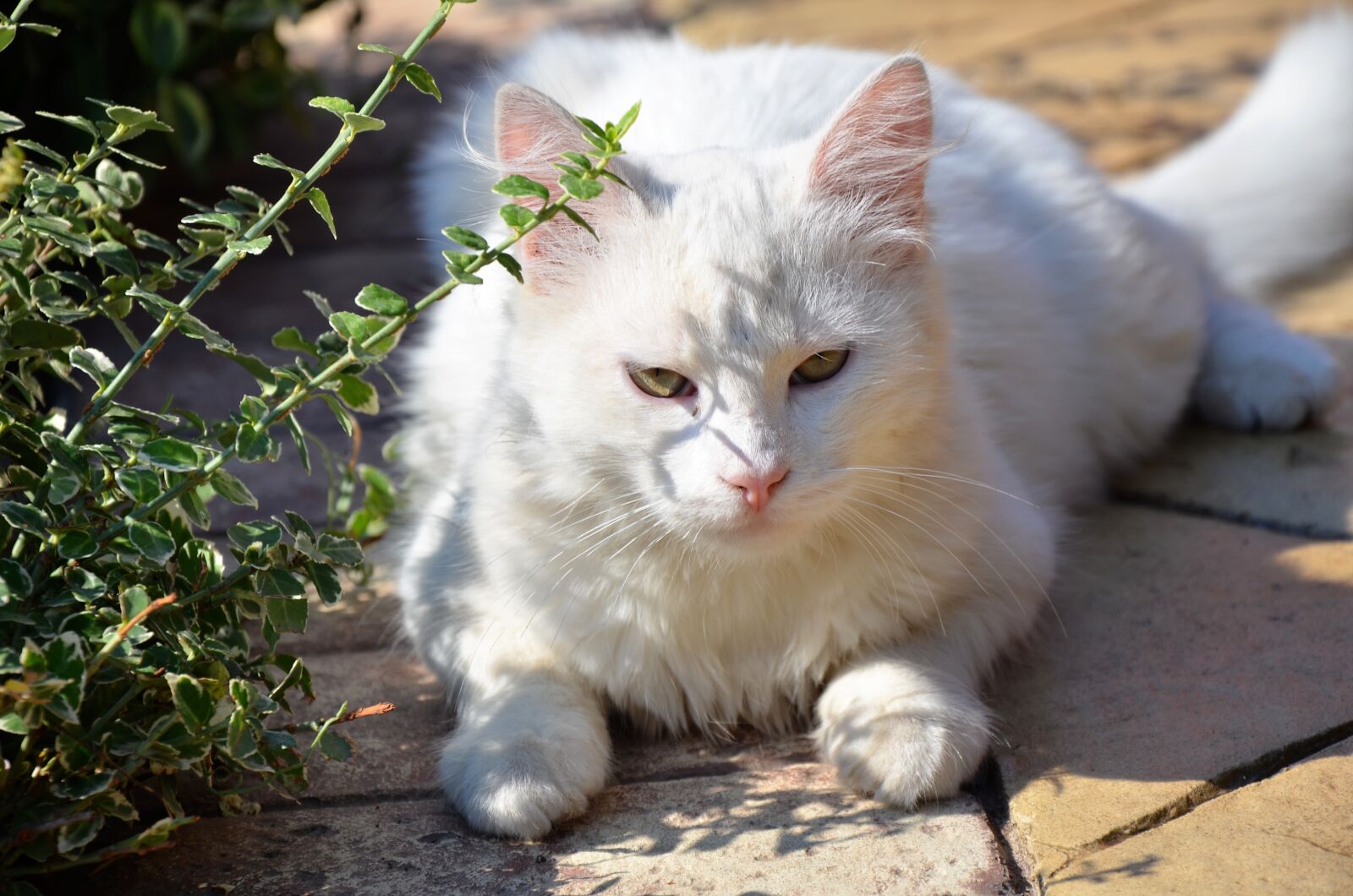 Nikon D7000 sample photo. White cat, cat, white photography