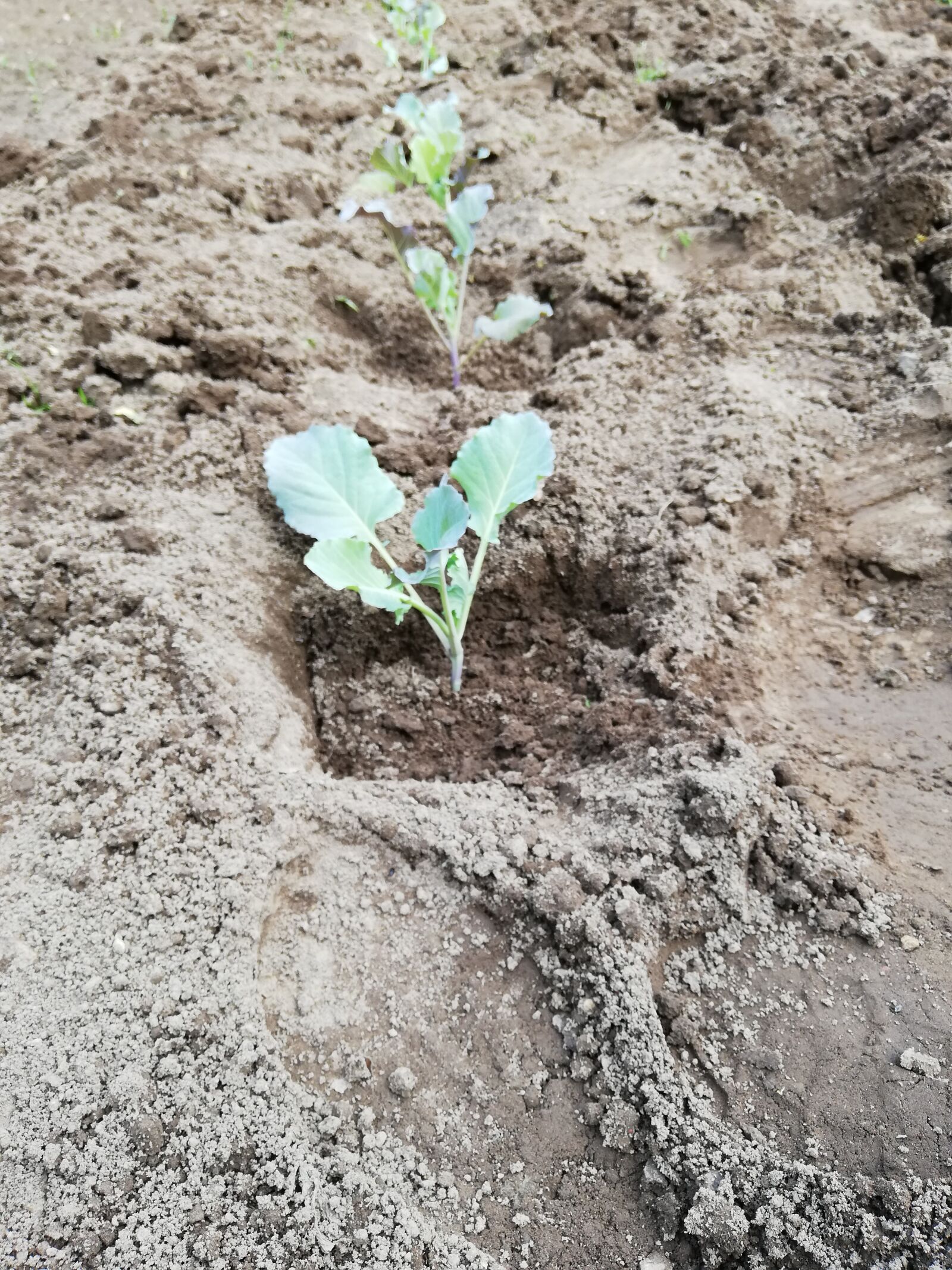 HUAWEI P20 lite sample photo. Vegetable garden, seedling, cabbage photography
