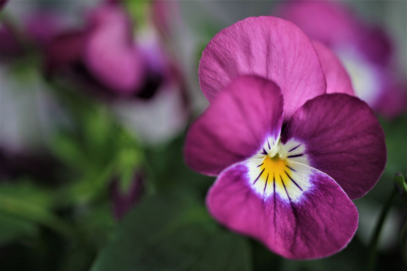 Canon EOS 7D sample photo. Pansy, blossom, bloom photography