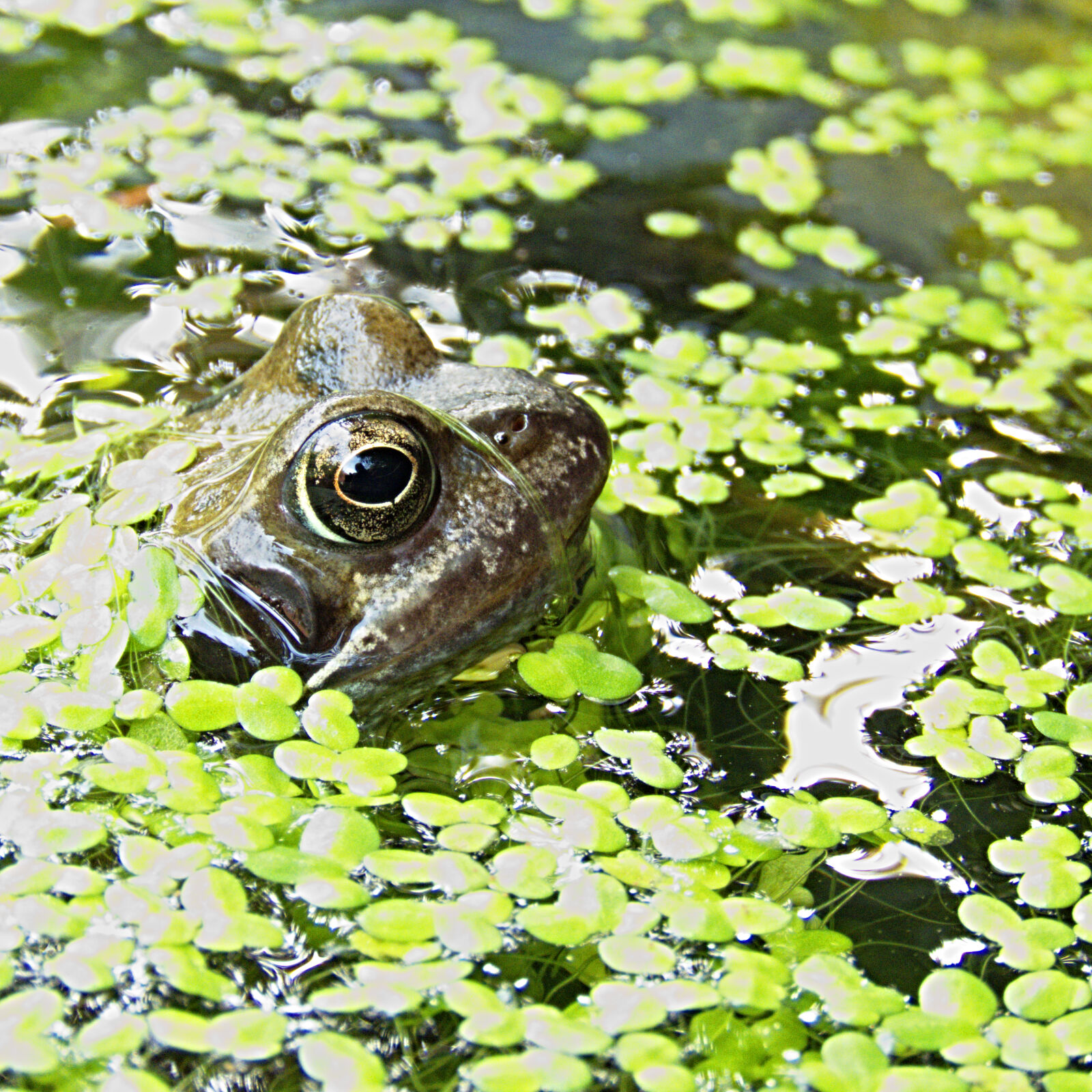 Canon PowerShot SX60 HS sample photo. Brown, frog, surrounded, by photography