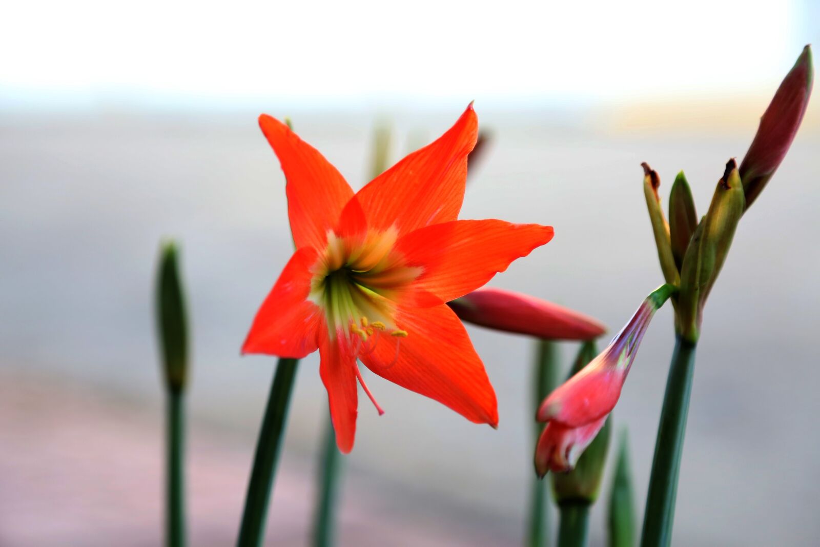 Canon EOS 5D Mark III sample photo. Jarajorechi, flower, red photography
