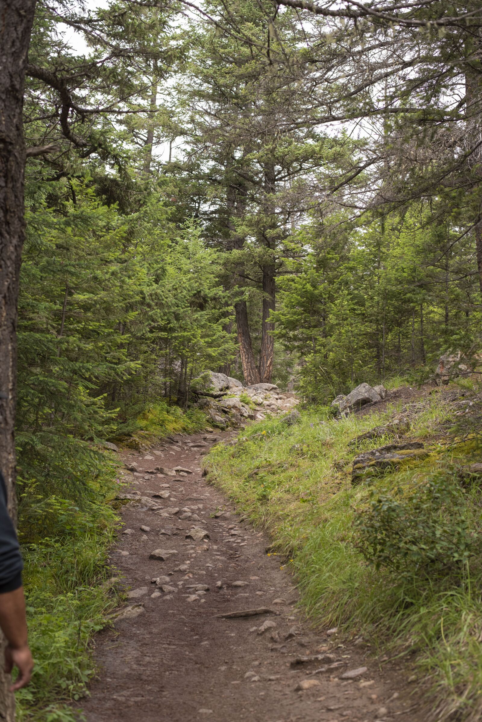 Nikon D750 sample photo. Trail, path, forest photography
