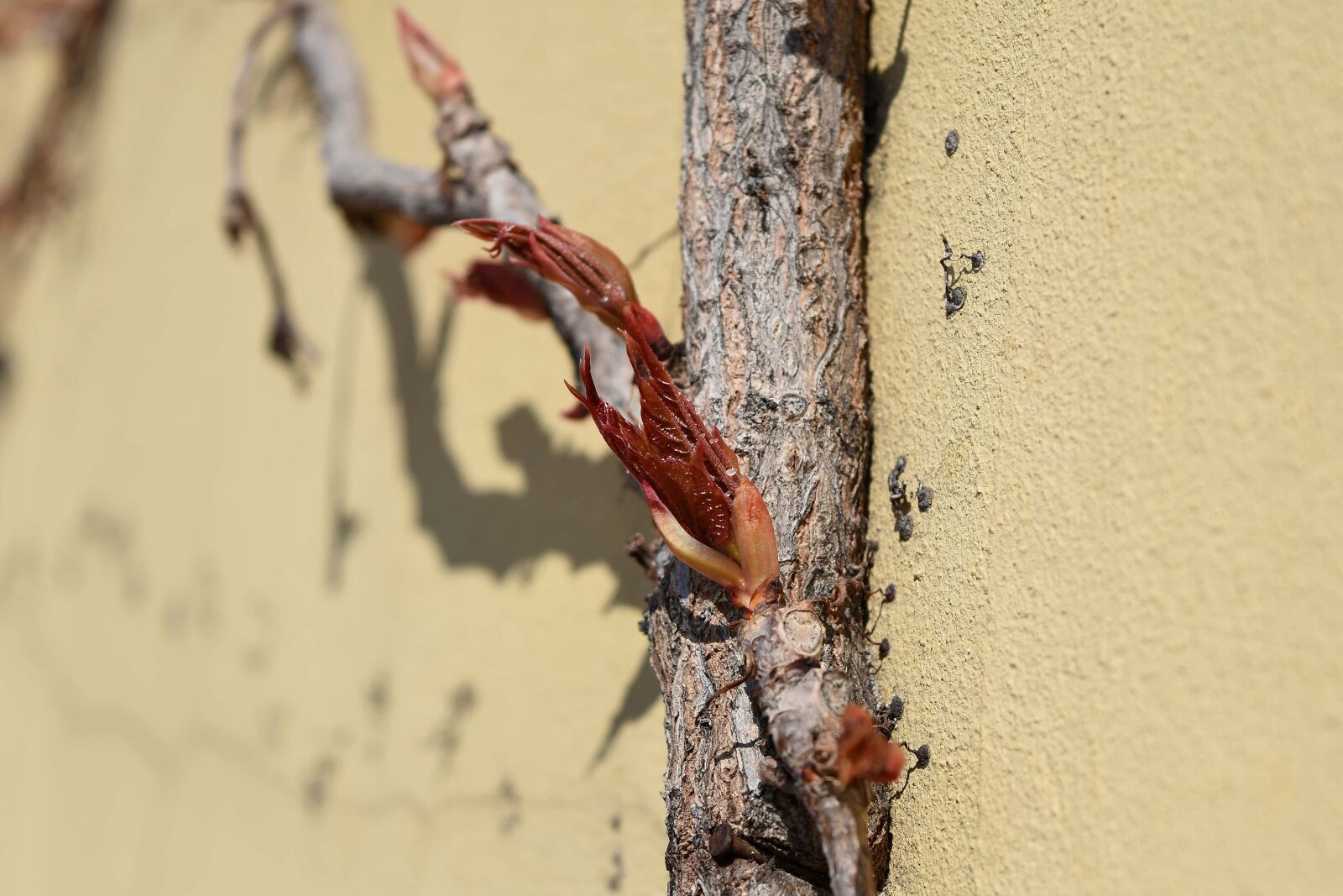 Nikon D5500 sample photo. Wood, nature, outdoors, wildlife photography