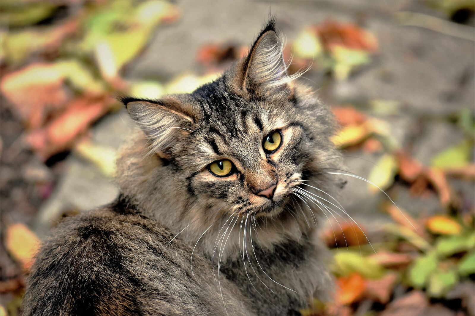Nikon D5500 sample photo. Cat, neighbor's cat, wildcat photography