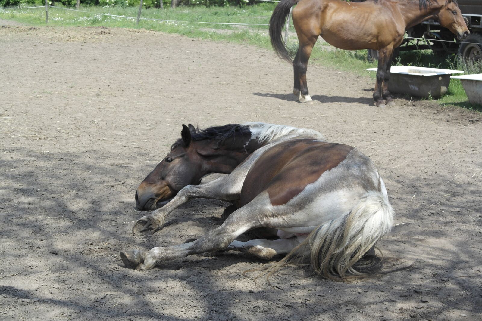 Samsung NX1000 sample photo. Horse, swimming, powder photography