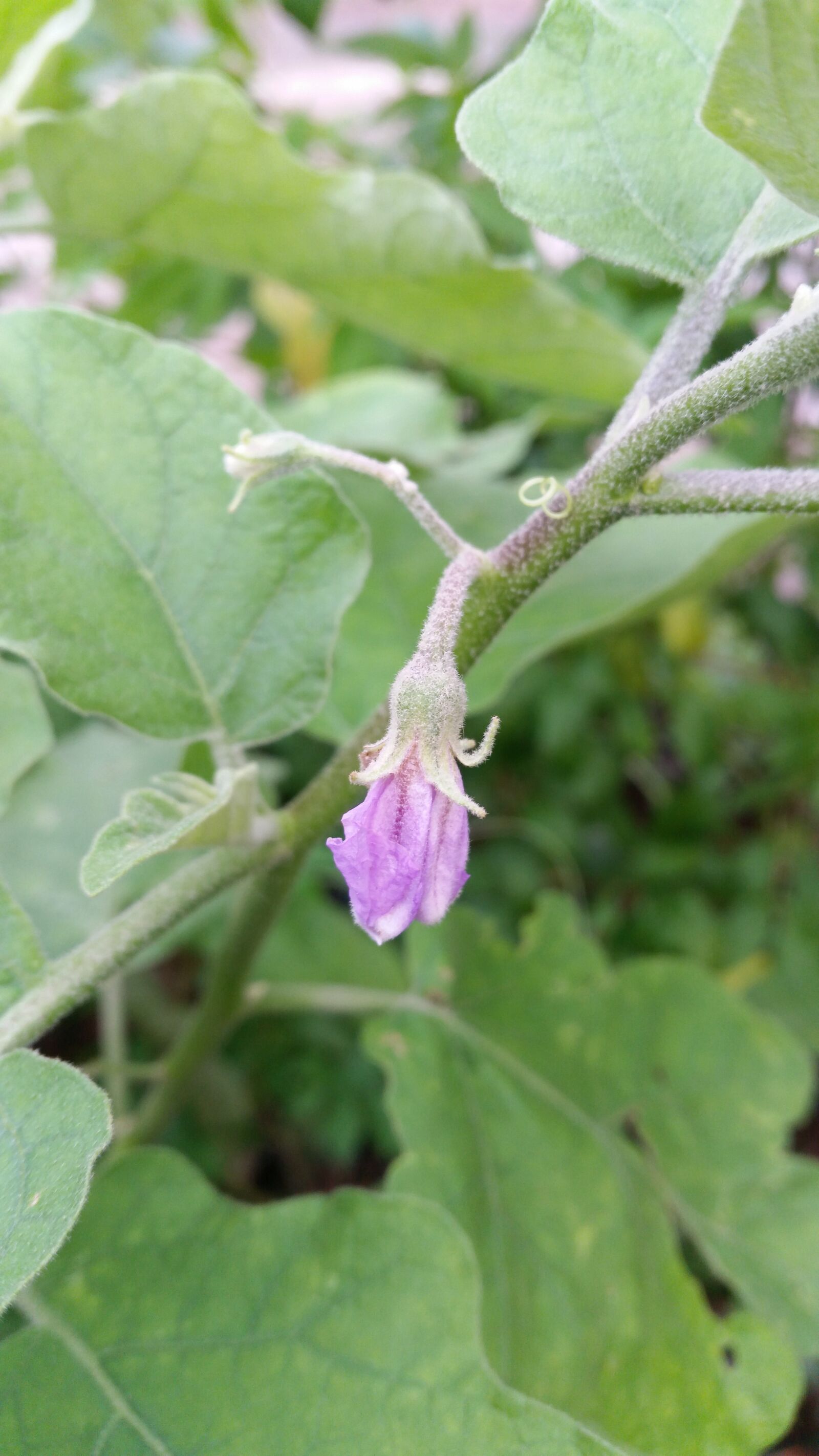 Samsung Galaxy S5 sample photo. Vegetable, vegetable garden, flowering photography