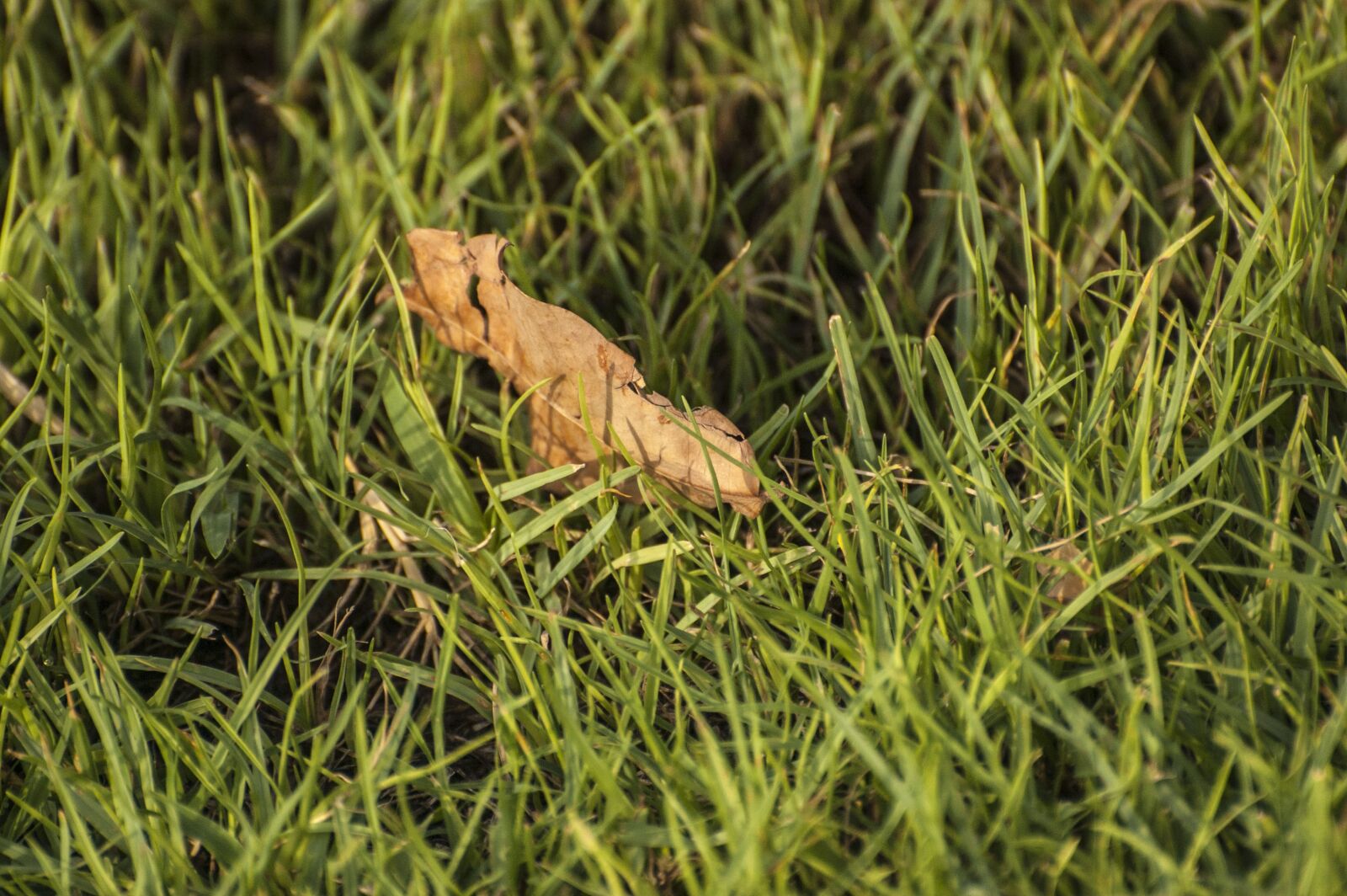 Nikon D40 sample photo. Grass, leaf, nature photography