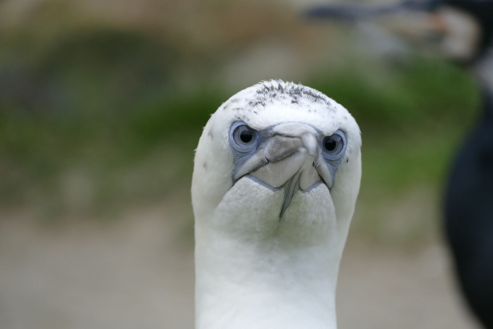 Panasonic Lumix DMC-FZ1000 sample photo. Bass gannet, bird, helgoland photography