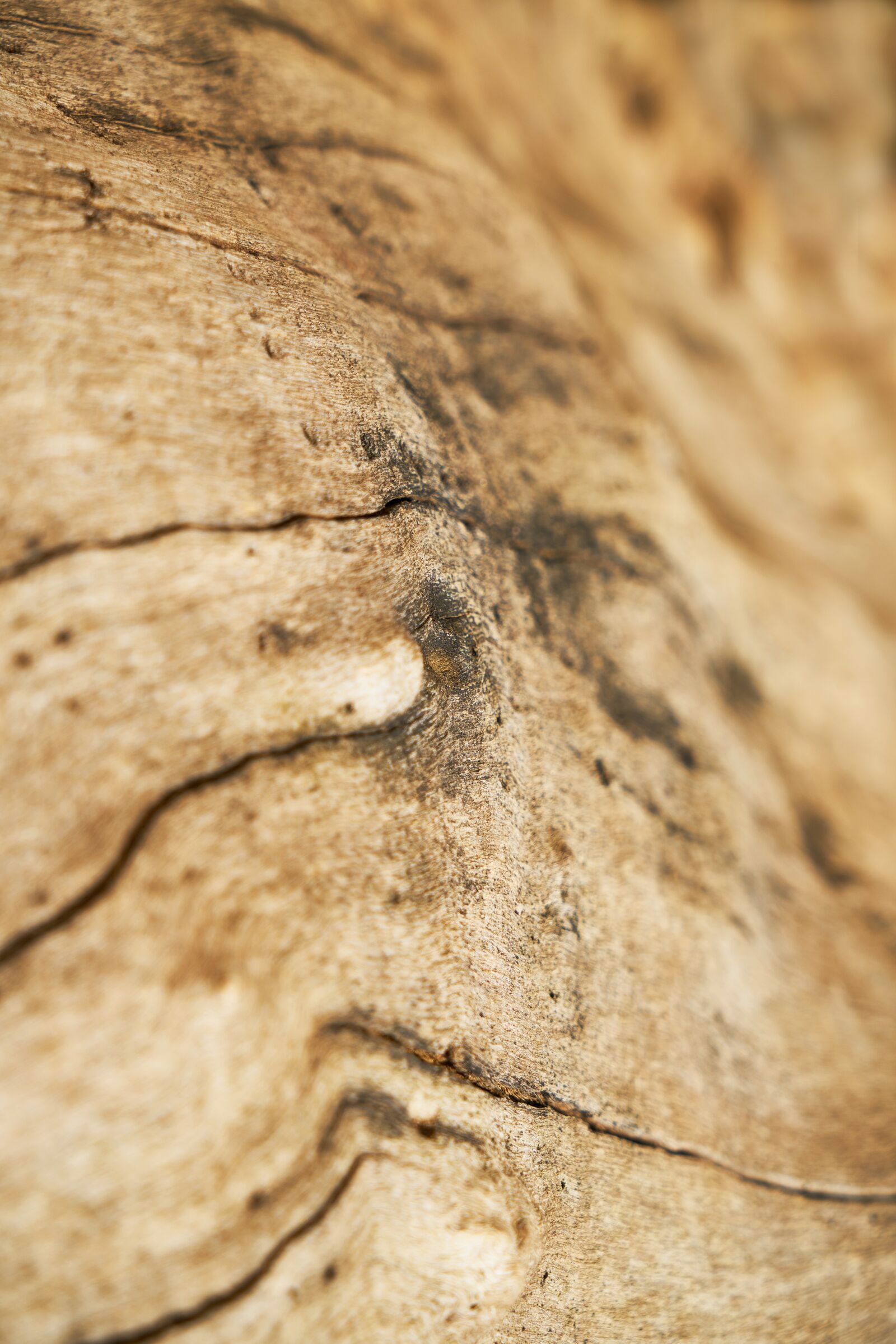 Sony a7R II sample photo. Abstract, texture, tree photography