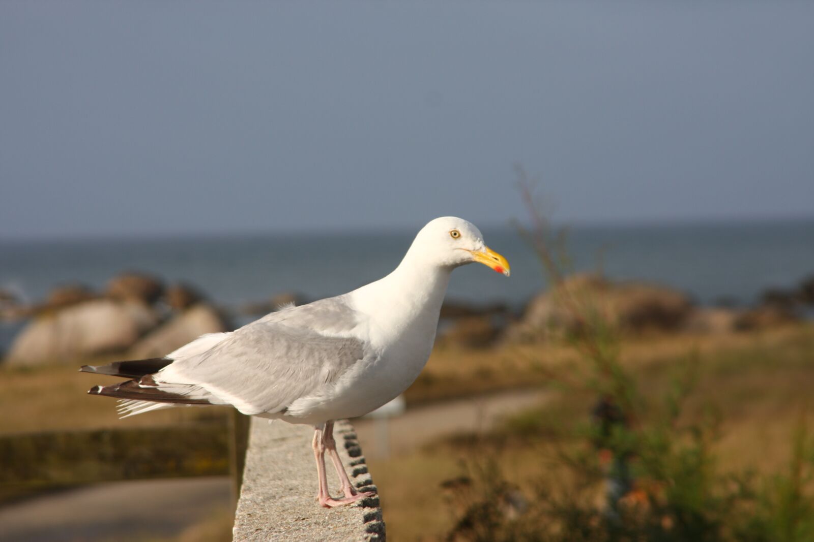 Canon EOS 40D sample photo. Seagull, coast, sea photography