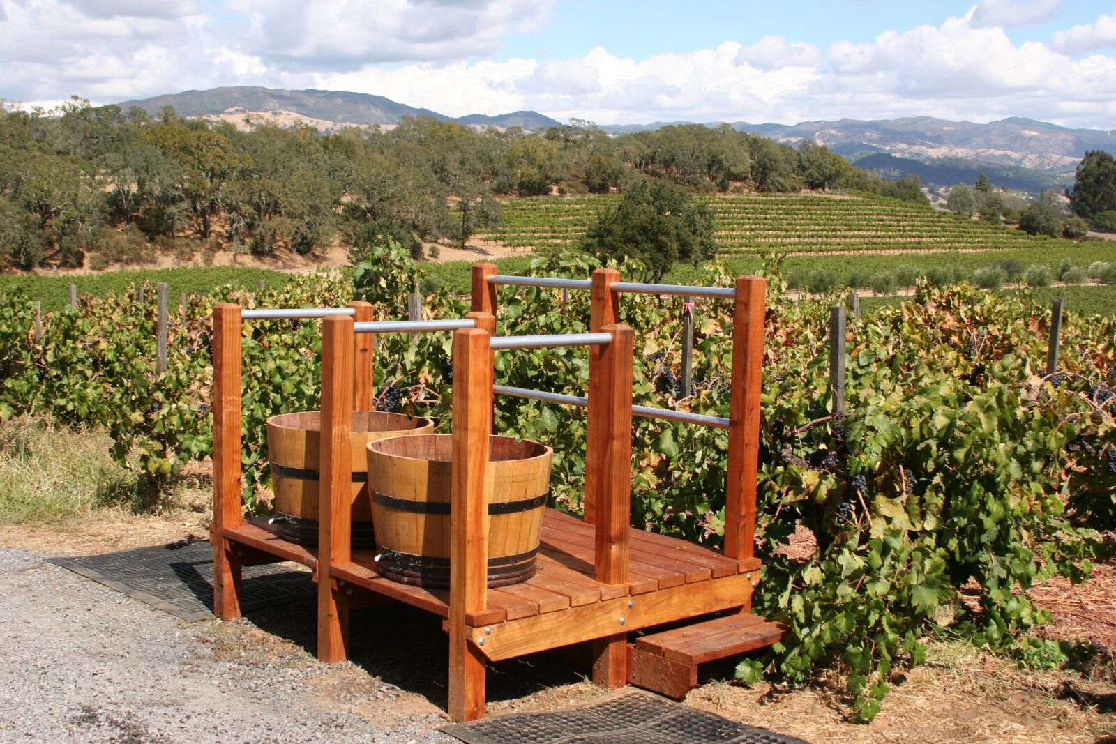 Canon EOS 20D sample photo. Vineyard, winery, grape photography