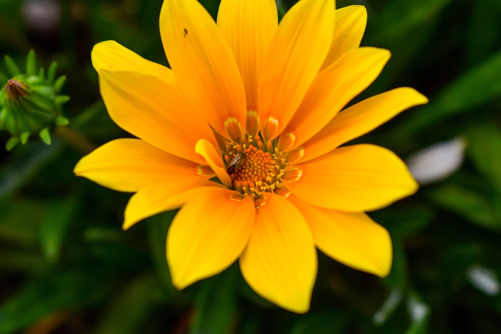 Nikon D3400 sample photo. Beautiful flower, spring, bello photography