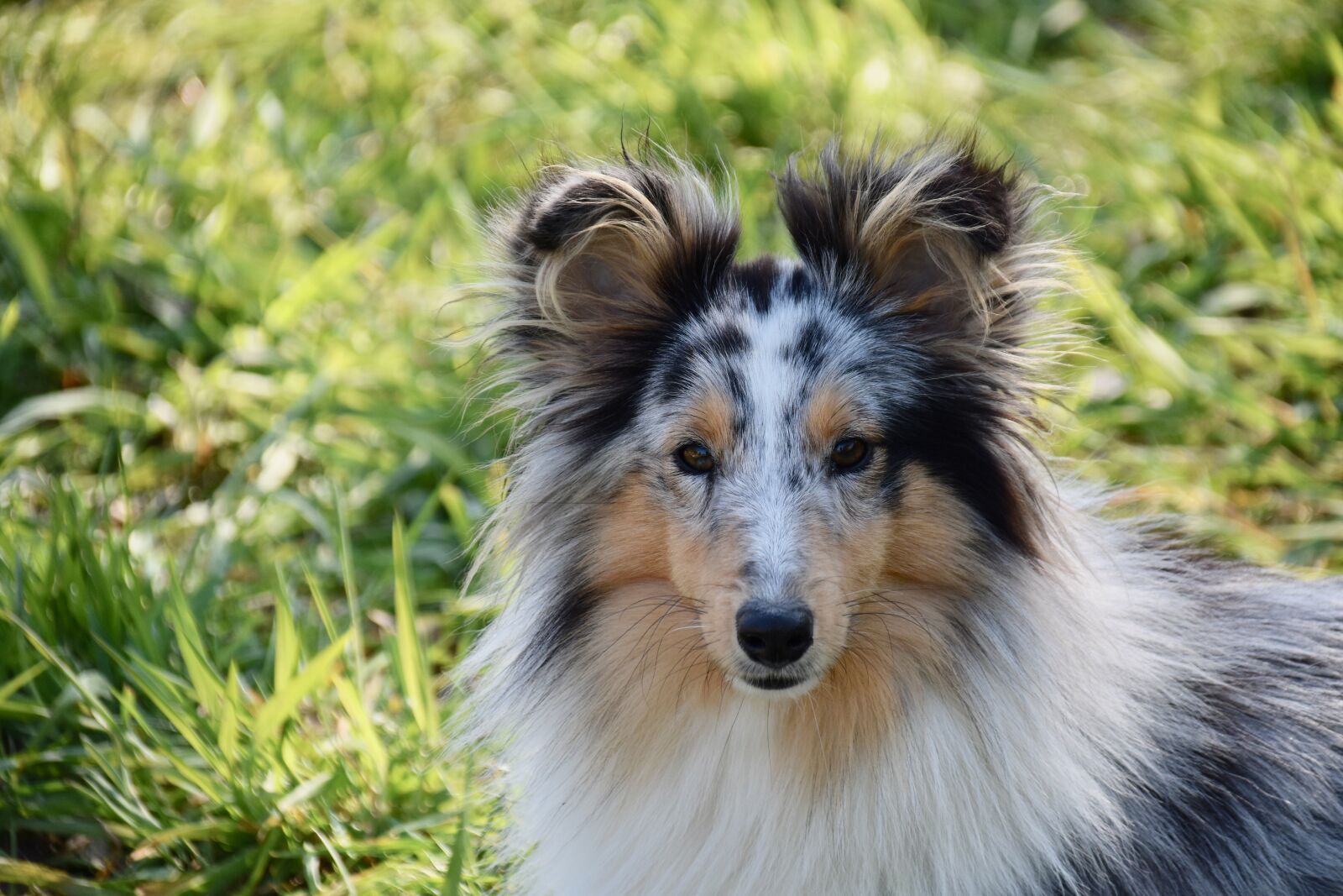 Nikon D5600 sample photo. Dog, bitch, dog portrait photography
