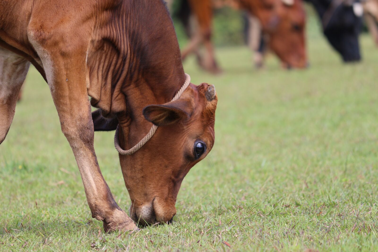 Canon EOS 700D (EOS Rebel T5i / EOS Kiss X7i) sample photo. Cow, grazing, cattle photography