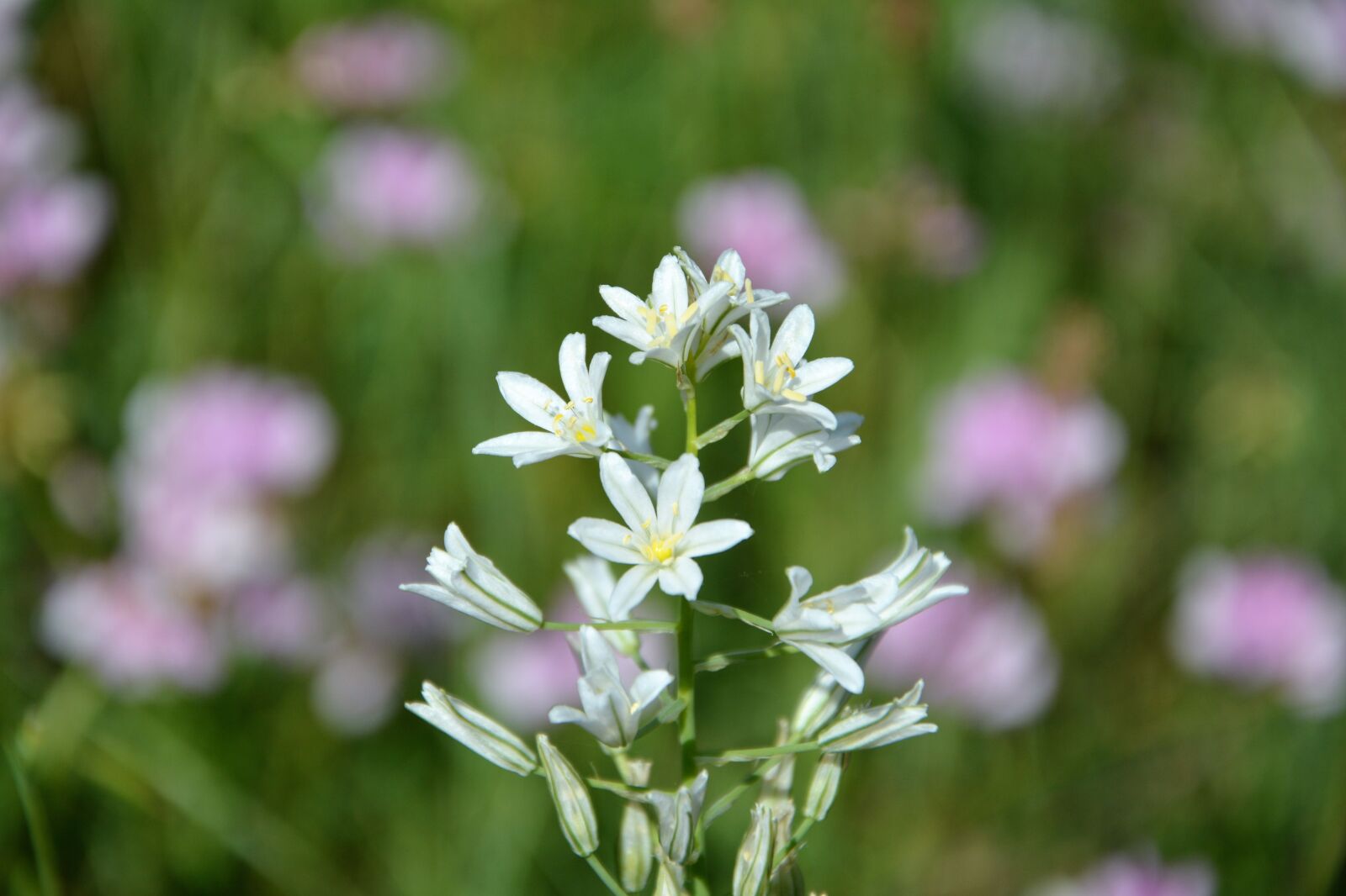 Nikon D7100 sample photo. Flower, nature, summer photography