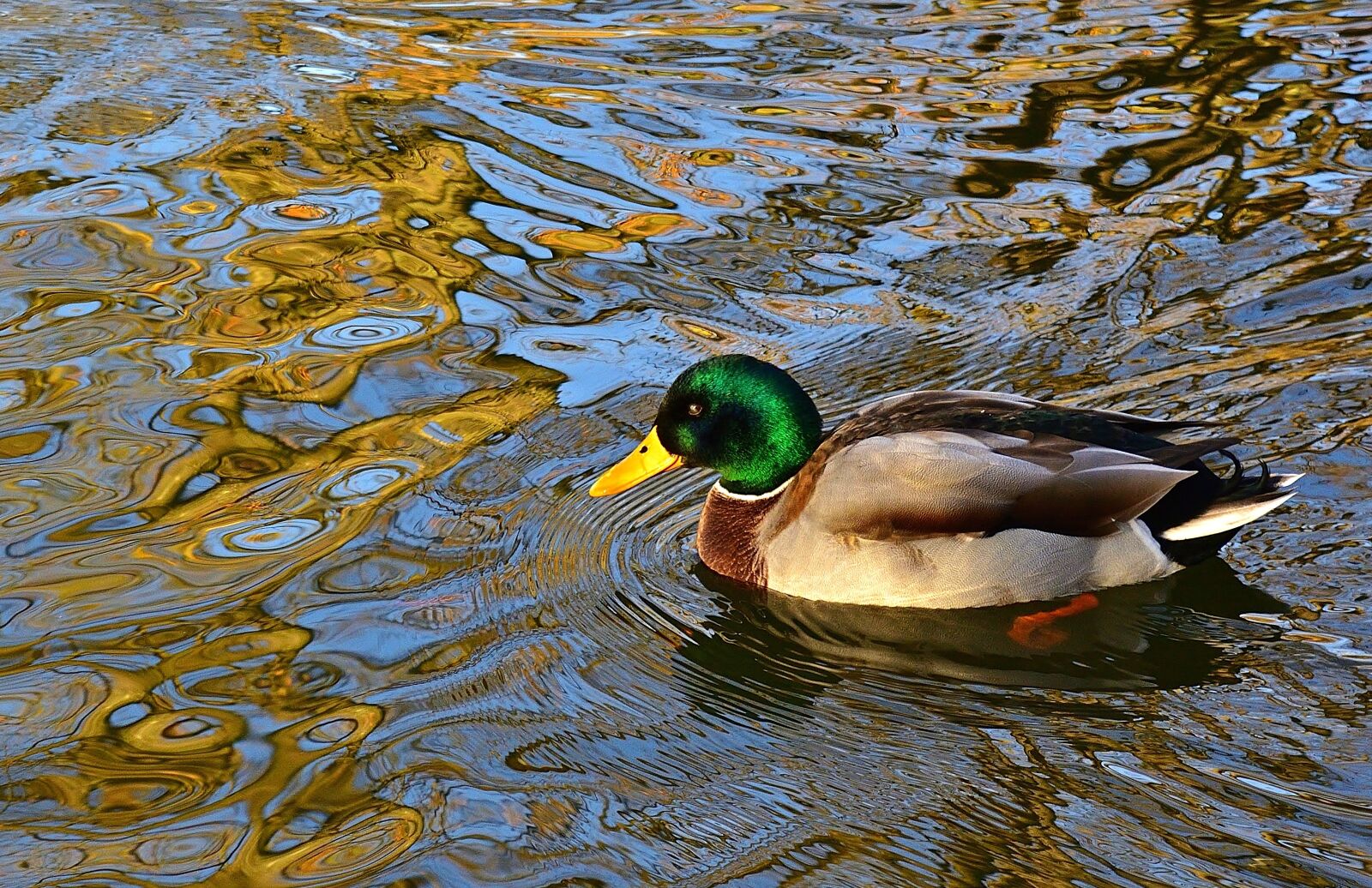 Nikon D5200 sample photo. Mallard, nature, drake photography