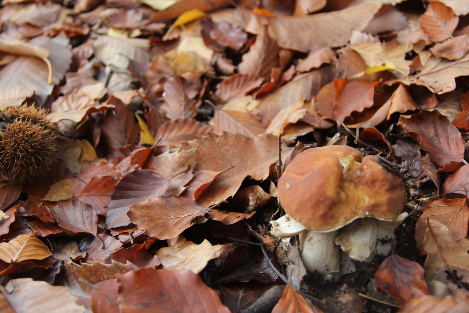 Canon EOS 550D (EOS Rebel T2i / EOS Kiss X4) sample photo. Undergrowth, mushrooms, cep photography