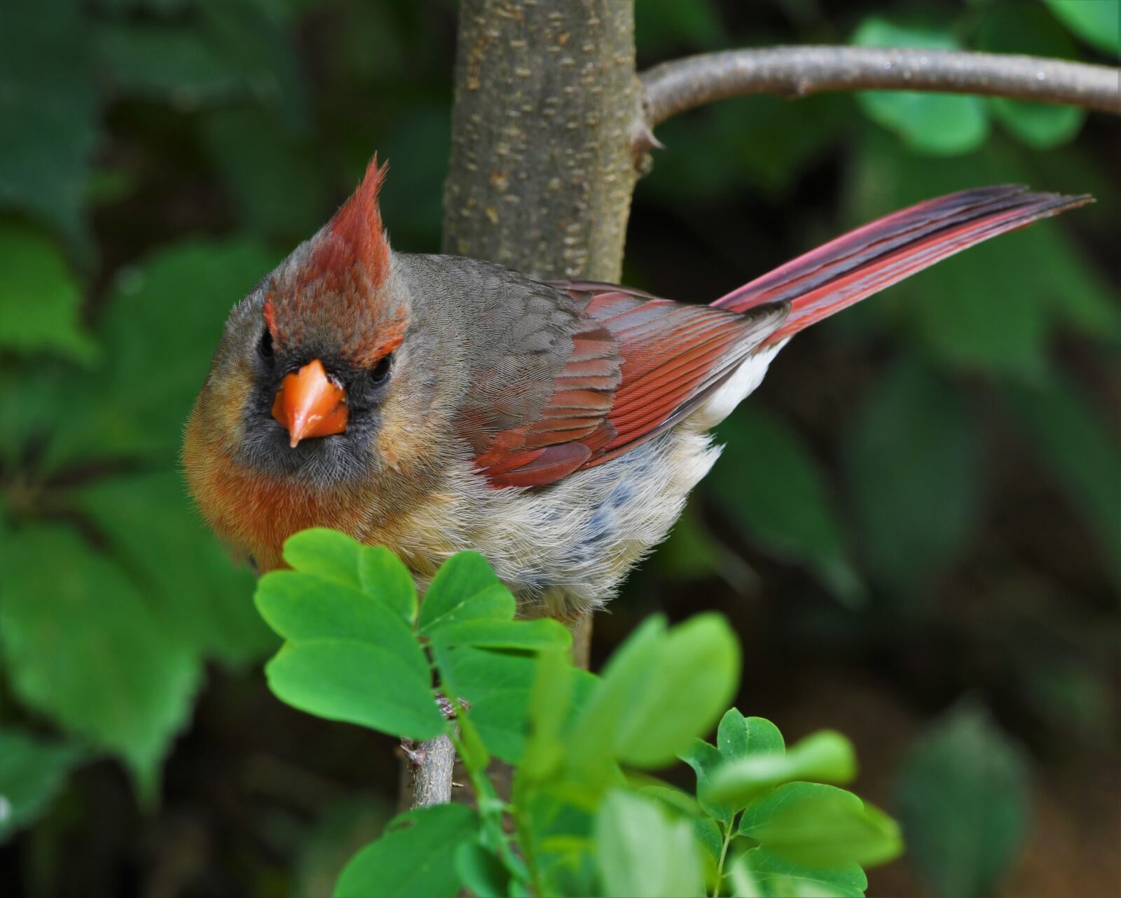 Nikon D850 sample photo. Bird, redbird, cardinal photography