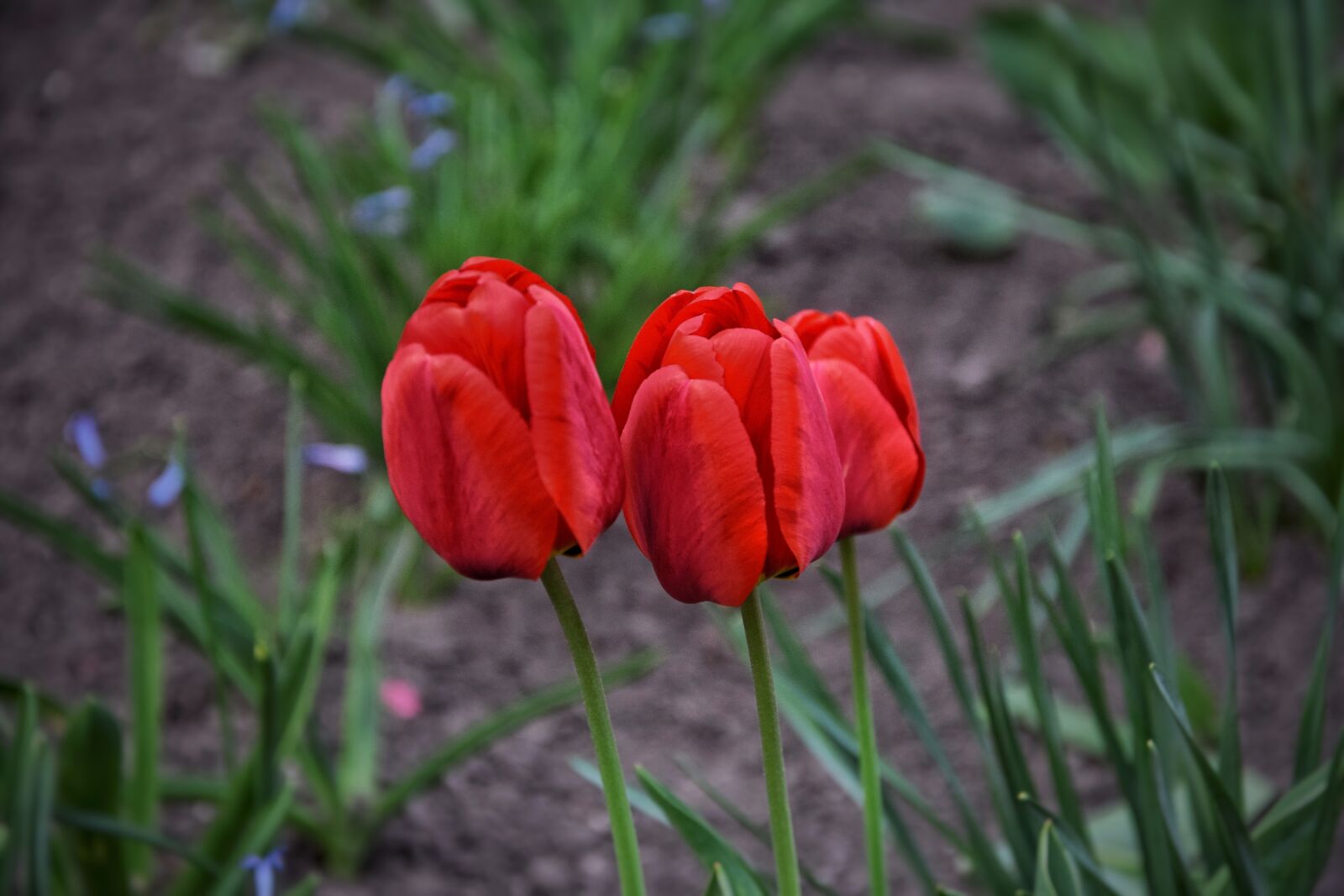 Nikon D5300 sample photo. Spring, flower, nature photography
