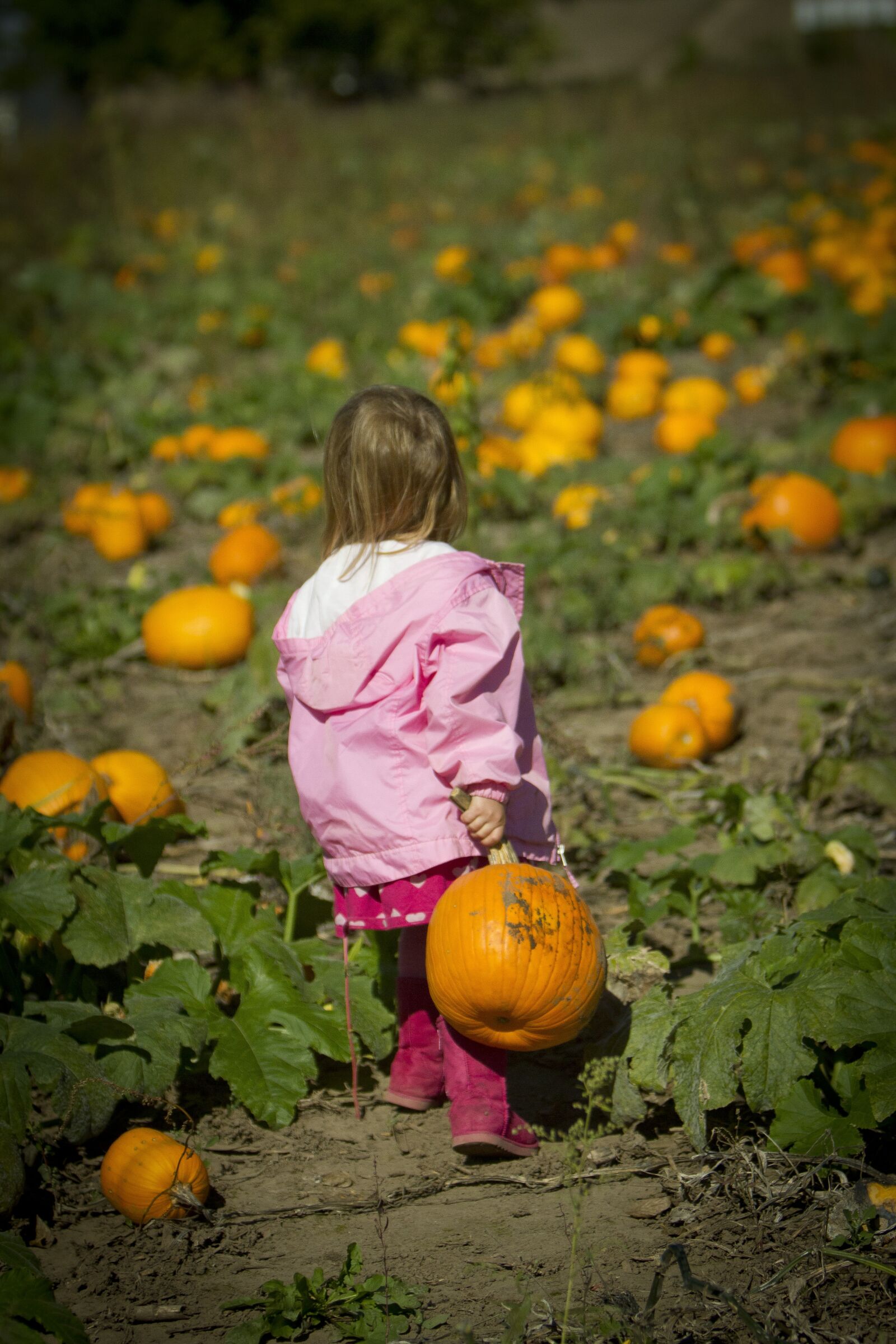 Canon EOS 7D + Canon EF 70-200mm F2.8L IS USM sample photo. Girl carrying pumpkin, pumpkin photography