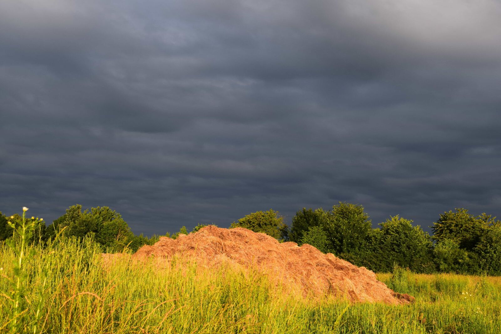 Nikon D3300 sample photo. Nature, grass, landscape, sky photography
